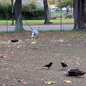 Asian birds Enclosure