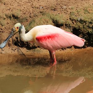 Roseate spoonbill (July 2020)