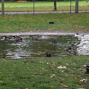 Red breasted geese pond