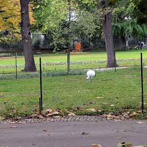 Chinese Bird Enclosure