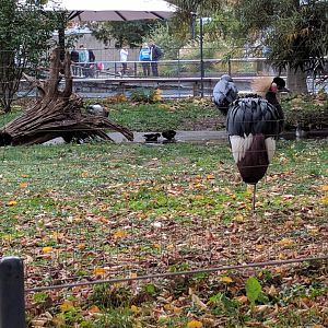 African crane Enclosure