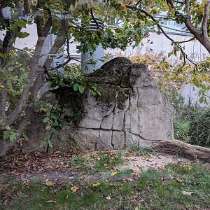 Black howler Monkey Enclosure