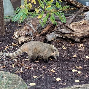 South American coati