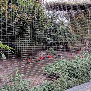 Central American Aviary