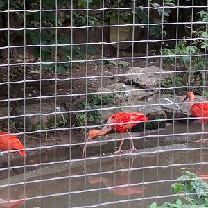 Scarlet Ibis