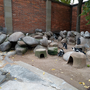 African Penguin Enclosure