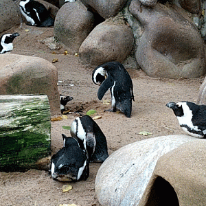 African Penguins
