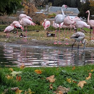 Greater Flamingos