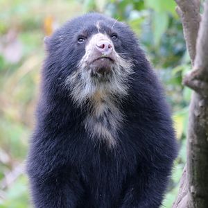 Andean Bear cub at Chester Zoo 25th Oct 2020