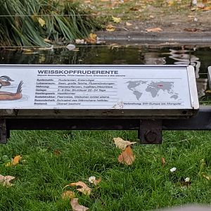 White headed duck sign