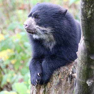 Andean Bear Cub at Chester Zoo 25th Oct 2020