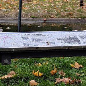 Greater Flamingo Sign