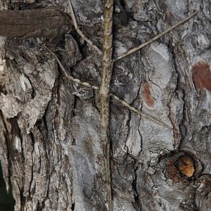 Phasmid ID - Near Barcelona