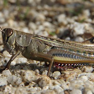Grasshopper ID - Near Barcelona