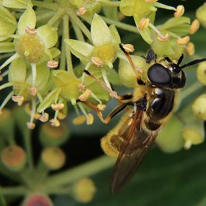 Fly ID - Near Barcelona