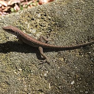 Carolina anole in North Carolina