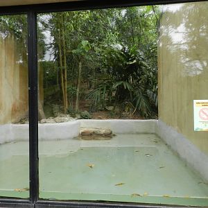 Maned wolf "underwater viewing" - Zoo São Paulo
