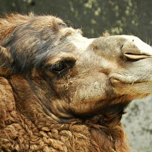 Dromedary camel - Zoo São Paulo