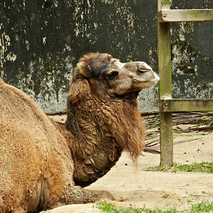 Dromedary - Zoo São Paulo