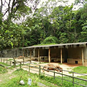 Dromedary camel exhibit - Zoo São Paulo
