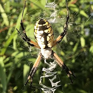 Yellow garden spider in North Carolina