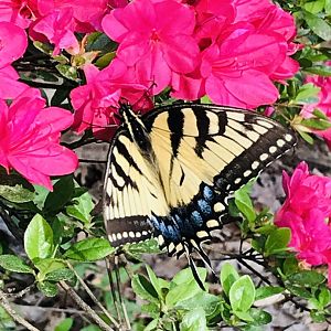 Eastern tiger swallowtail in North Carolina