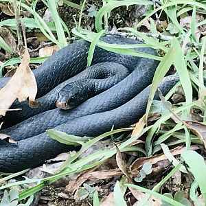 Southern black racer in North Carolina