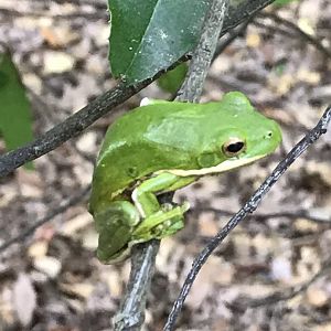 American green tree frog in North Carolina