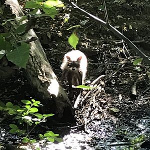 Raccoon in North Carolina