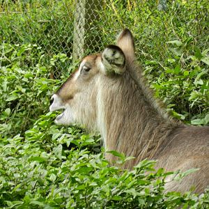 Waterbuck - Zoo São Paulo