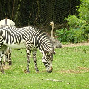 Grévy's zebras and ostrich - Zoo São Paulo