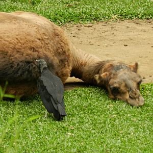 Laying dromedary camel - Zoo São Paulo