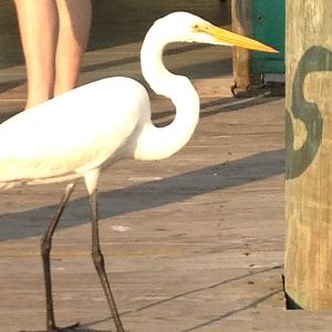 Great Egret in North Carolina