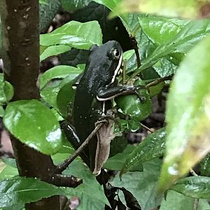 American green tree frog in North Carolina