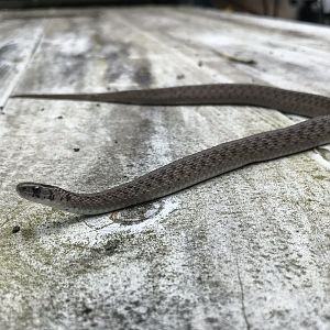 De Kay's snake in North Carolina