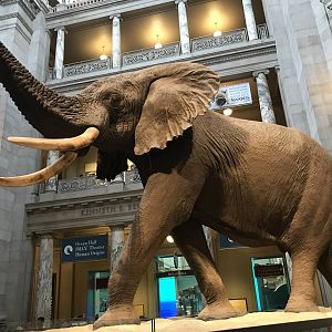 African Bush Elephant