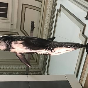 Risso's Dolphin