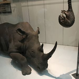 Northern White Rhinoceros and Chinese Pangolin