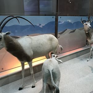 Scimitar-Horned Oryx and Dama Gazelle