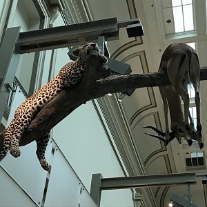 Leopard with Gazelle