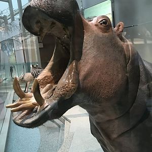 Nile Hippopotamus