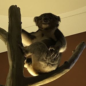 Koala