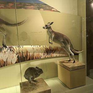 Red Kangaroos and Rabbit