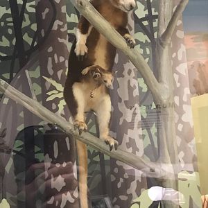 Tree-kangaroo
