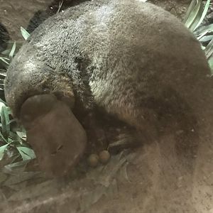 Duck-Billed Platypus