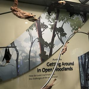 Australian Bats and Gliders