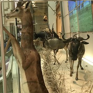 Gerenuk and Wildebeest