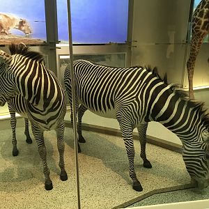 Grevy's Zebras