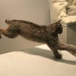 Canada Lynx