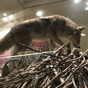 Coyote on Beaver Lodge